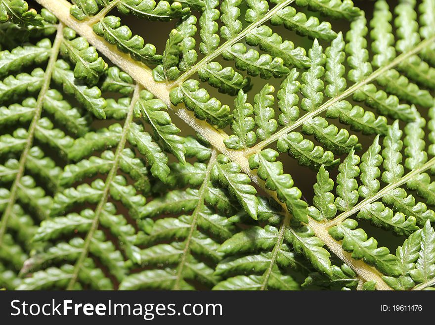 An macro fern structure shot. An macro fern structure shot