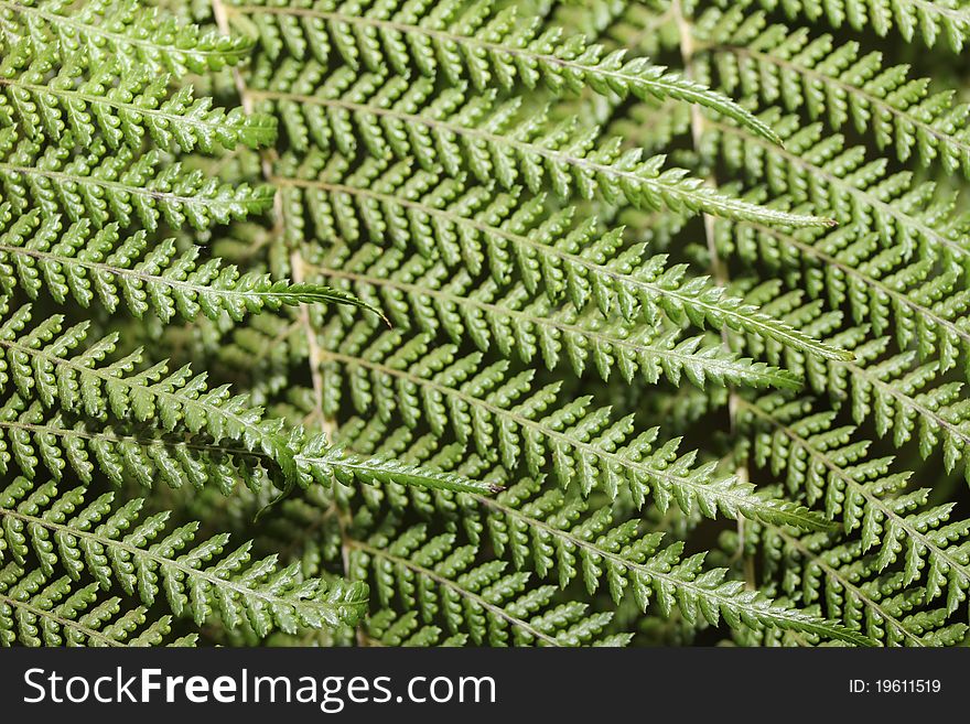An macro fern structure shot. An macro fern structure shot