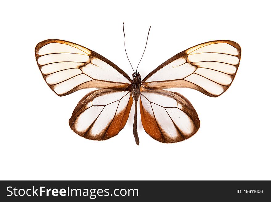 Brown and white butterfly Godyris duilia isolated on white background