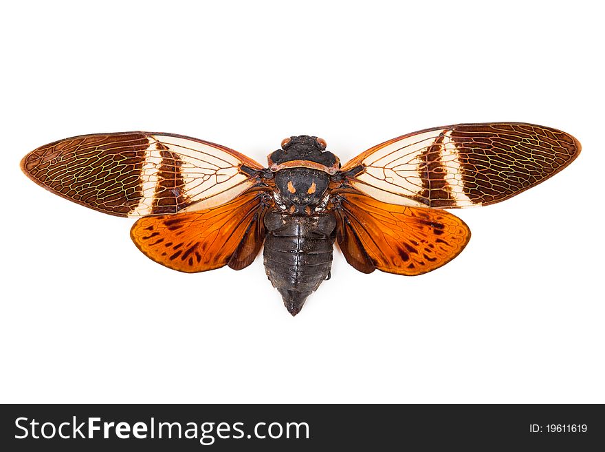 Red and brown cicada Anganiana flordula on white background isolated
