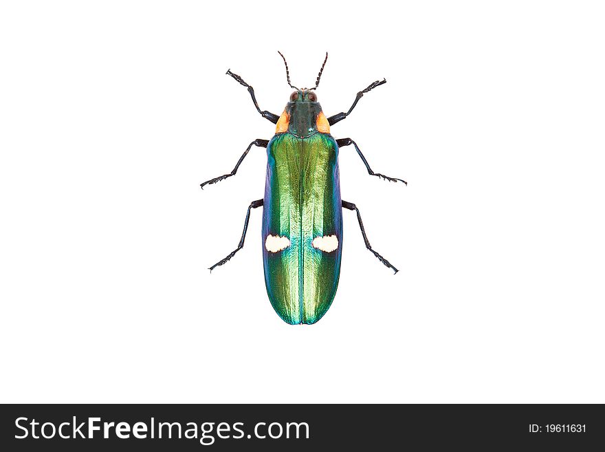 Green beetle Megaloxantha bicolorassamensis on white background isolated