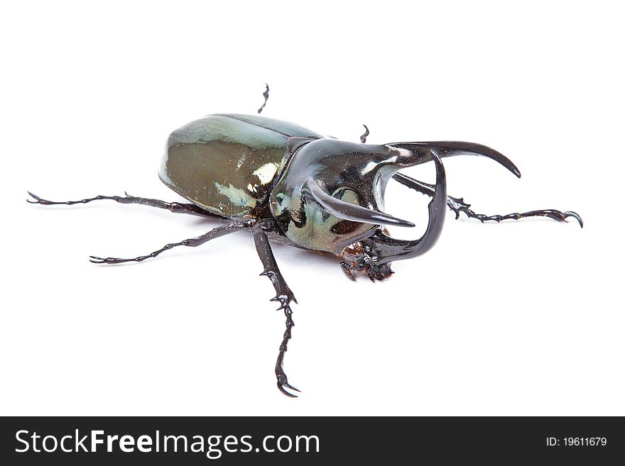 Black Big Beetle Chalcosoma Caucasus Isolated