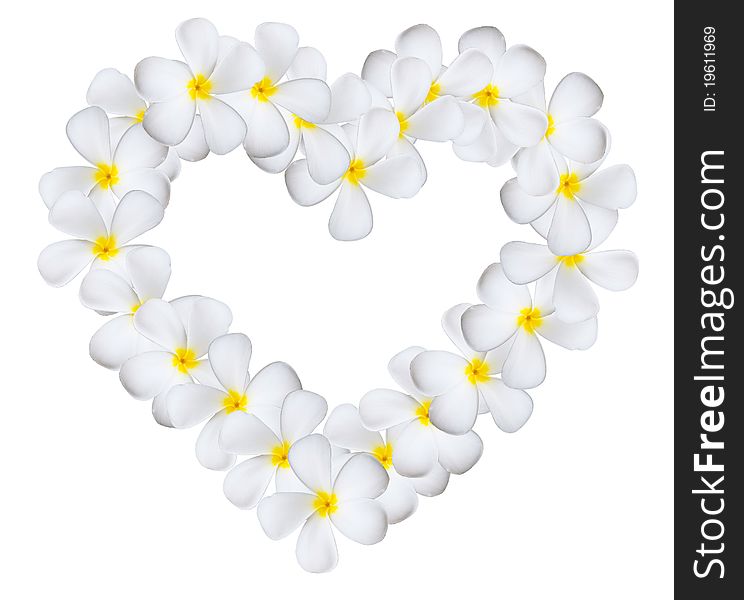 Plumeria flowers heart isolated on white background