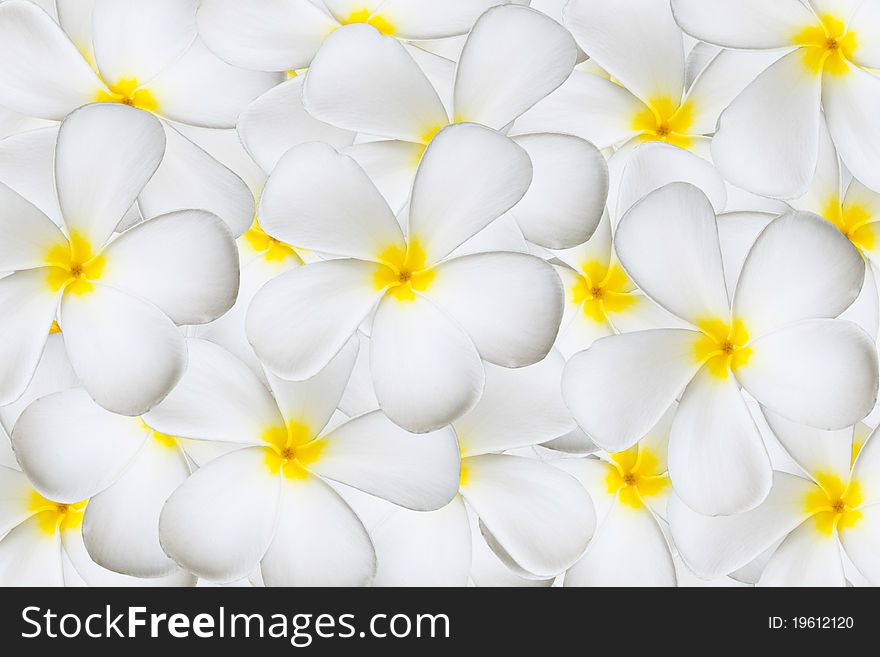 White plumeria flower as background