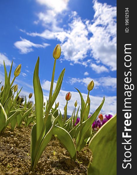 Beautiful red tulip blooms against a blue sky. Beautiful red tulip blooms against a blue sky