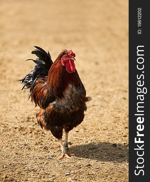 Front view of beautiful rooster