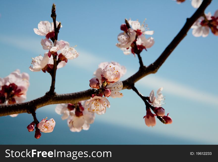 Brunch of apple blossoms against a blue sky