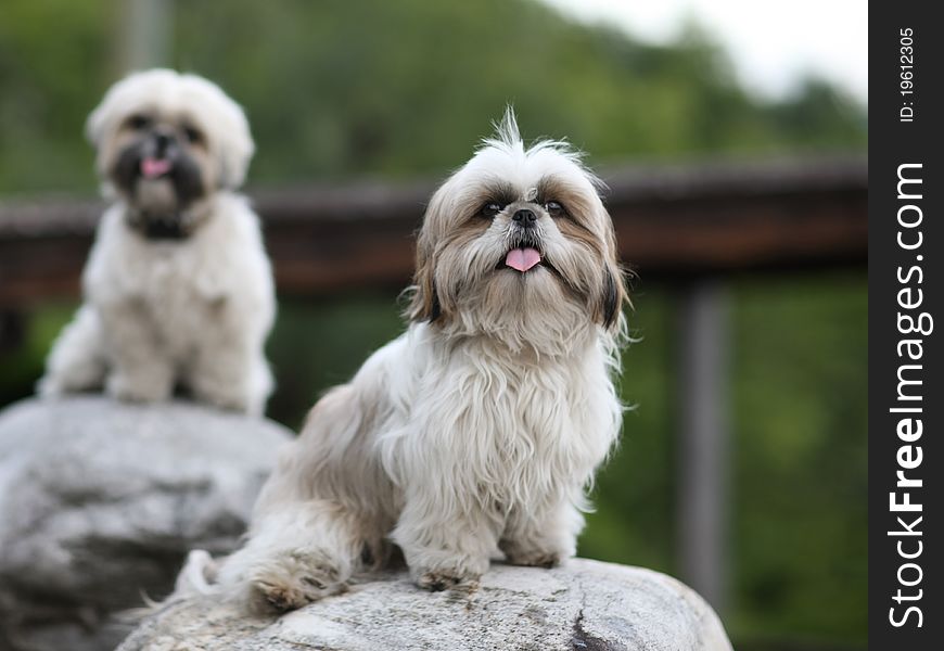 Cute Funny Shih Tzu Breed Dog Outdoors