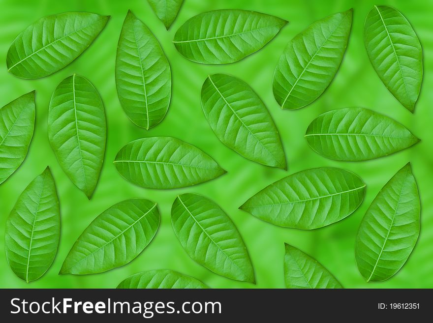 Green leaves as abstract background