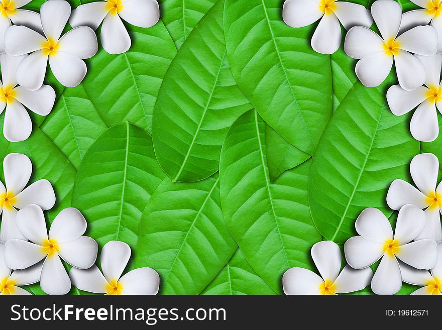 White plumeria flower frame on Green leaves background