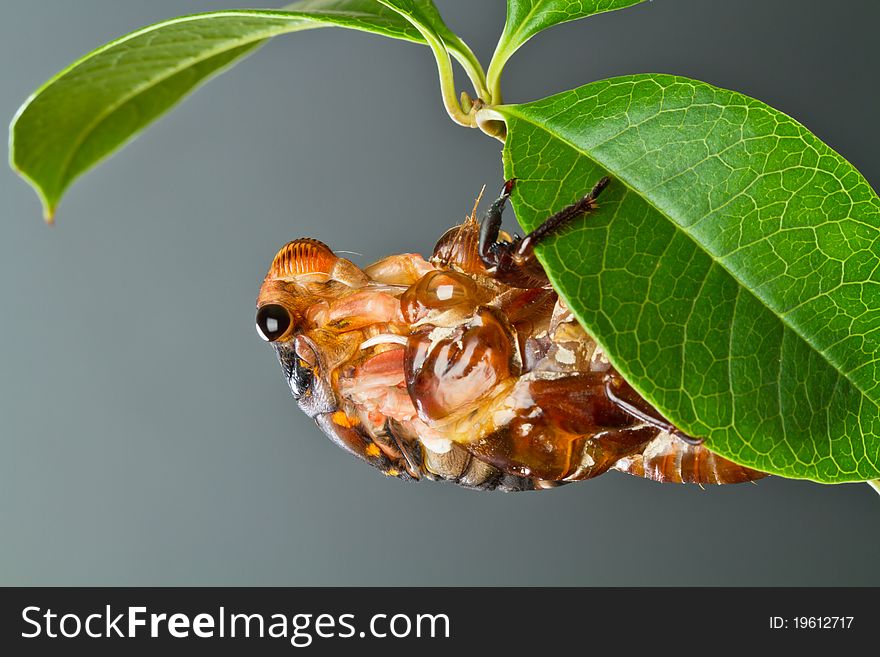 A cicada nymph is turning into cicada imago under a leaf. The process is called the eclosion. Concept for metamorphosis. A cicada nymph is turning into cicada imago under a leaf. The process is called the eclosion. Concept for metamorphosis