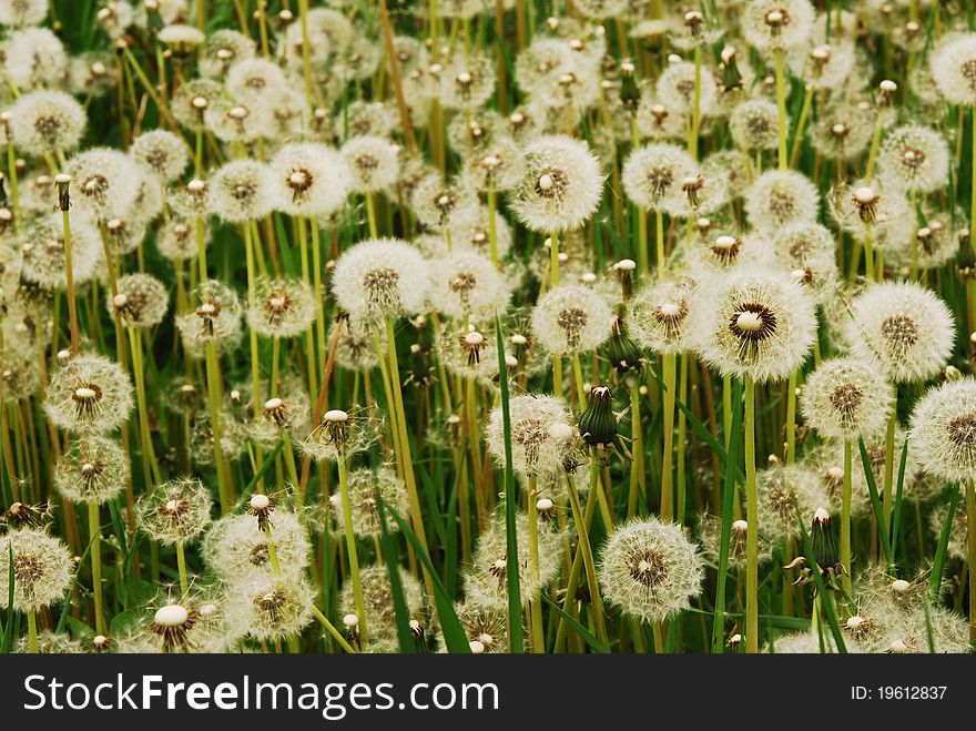 A meadow of Dandelions close up