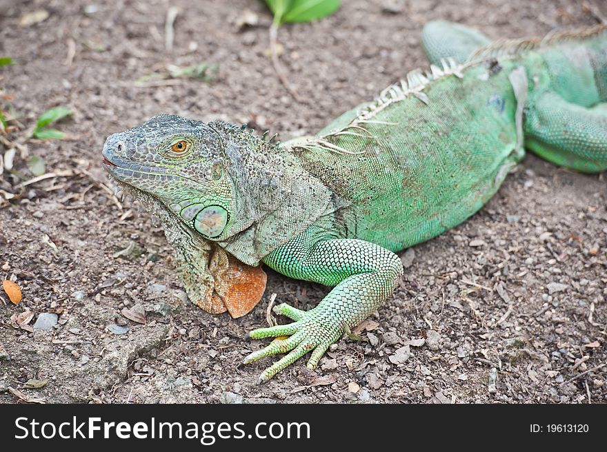 Close up of green iguana