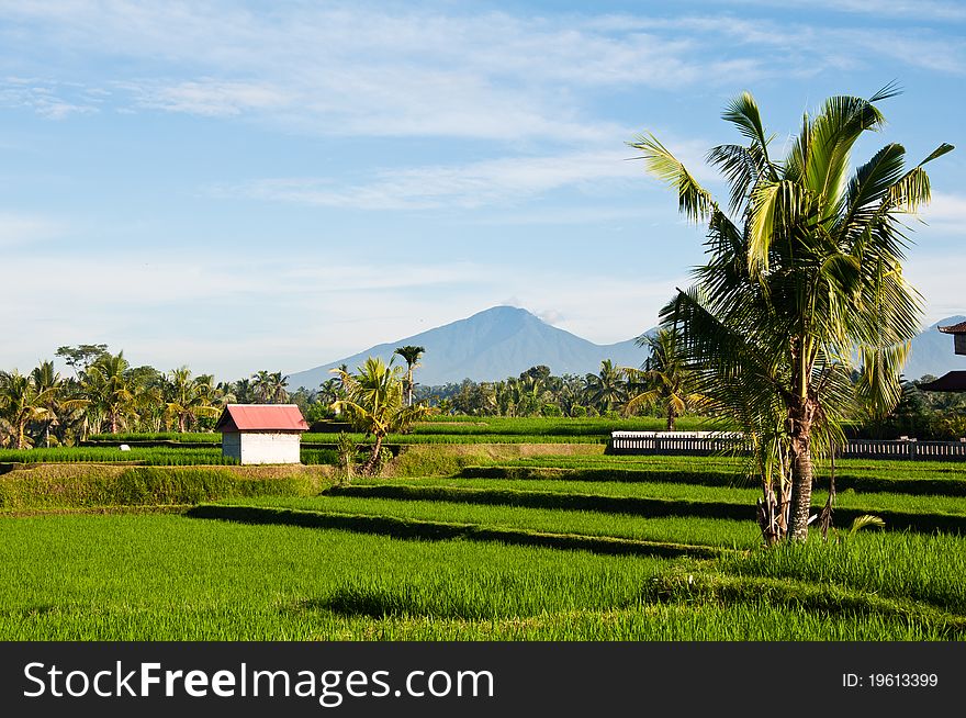 Rice field with hut and moutain