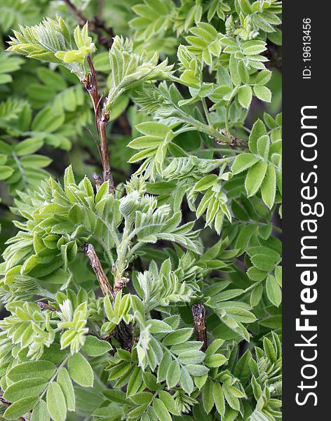 Close up of young green acacia leaves. Suitable for an abstract background.