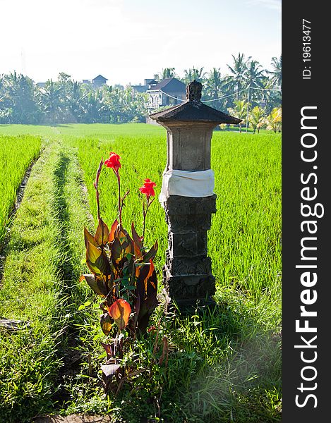 Rice field in Bali, Indonesia. Rice field in Bali, Indonesia