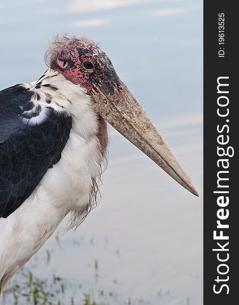 Head of Marabou stork