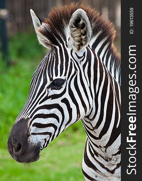 Head of zebra in green field, Thailand.