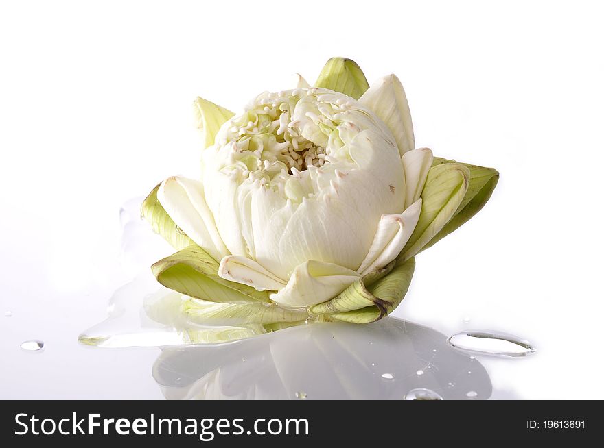 White lotus and water drop with isolated white background.