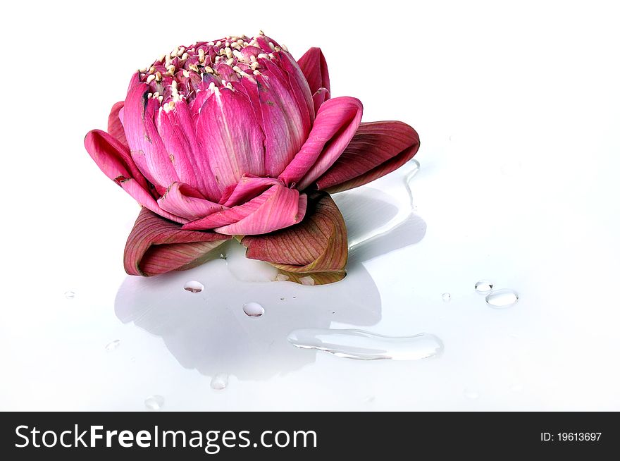 Pink lotus and drop of water isolated on the white background.