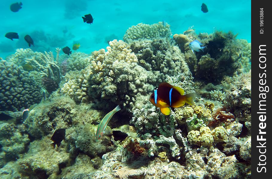 Cinnamon Clown at the coral reef