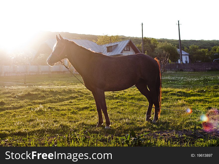 Horse In Sunset