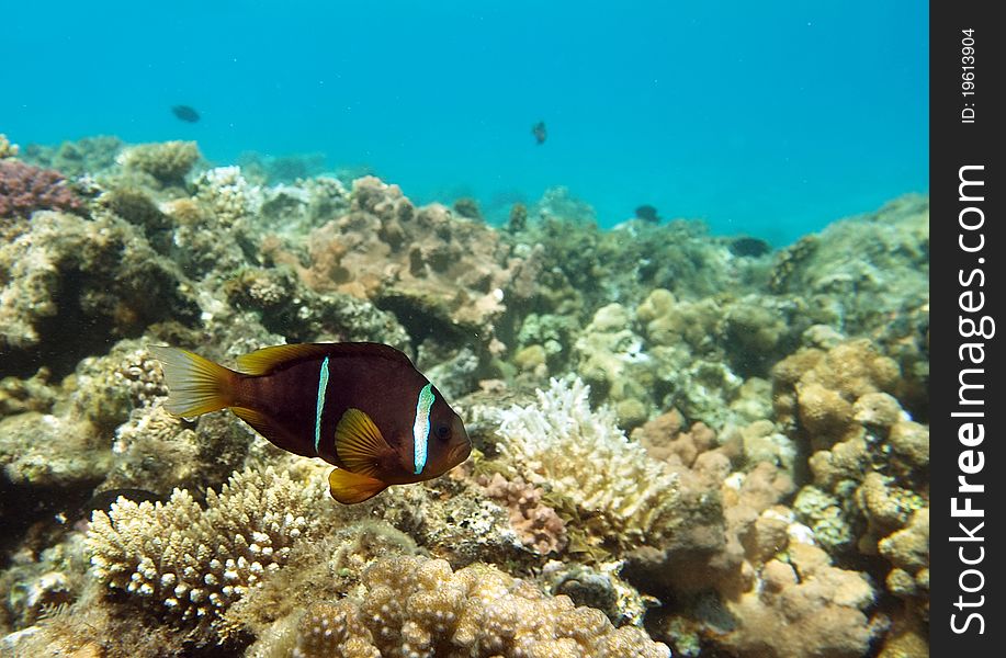 Cinnamon Clown at the coral reef