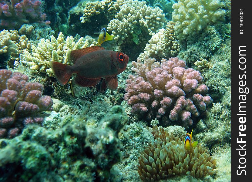 Glasseye snapper at the coral reef