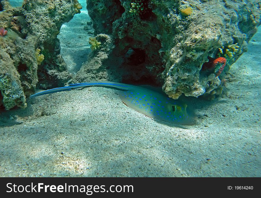 Bluespotted ribbontail ray at the Red Sea coral reef