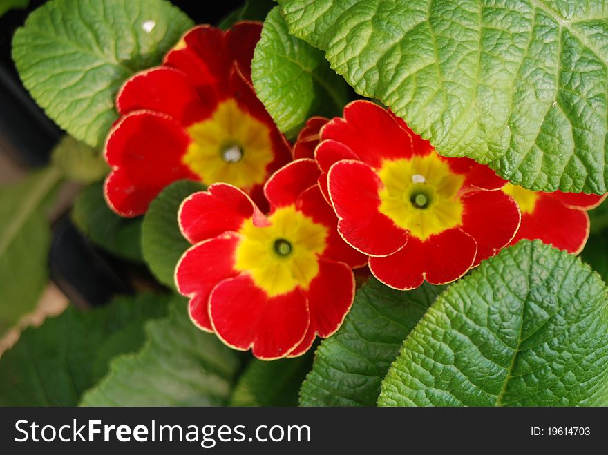 Hiding Red Primrose under green leaves