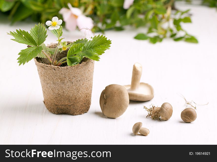 Composition with blossom sprout of strawberry in garden pot and mushrooms on white table. Composition with blossom sprout of strawberry in garden pot and mushrooms on white table