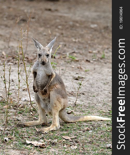 Gray kangaroo in chiang mai night safari