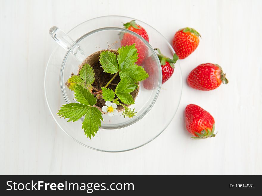 Sprout of  strawberry and fresh strawberries