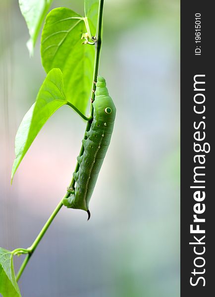 A cute caterpillar on leaf