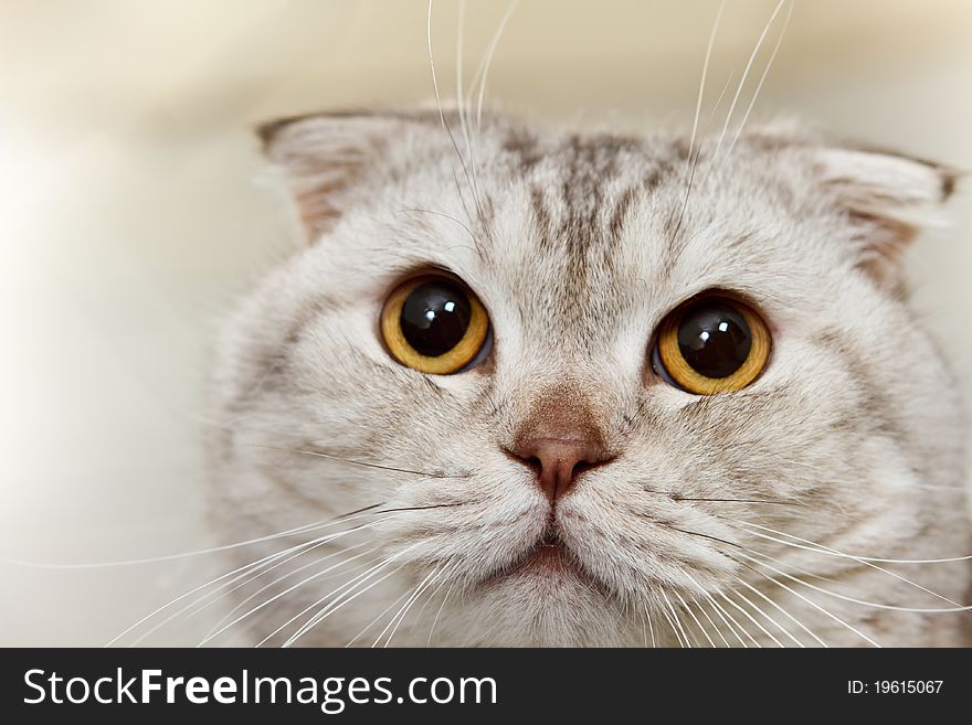 Gray Scottish Cat Close Up