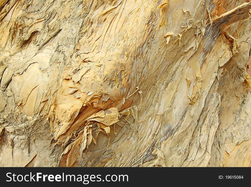 Tree bark details