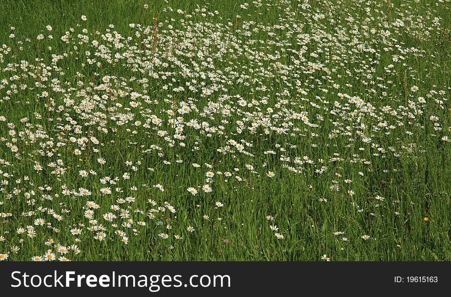 A large field of white marguerites. A large field of white marguerites