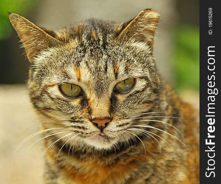 Close-up of a cat. Close-up of a cat.