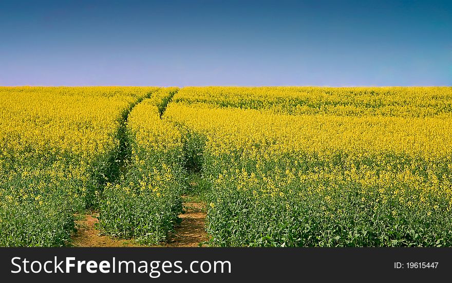 Landscape with yellow  rapeseed under clear blue sky