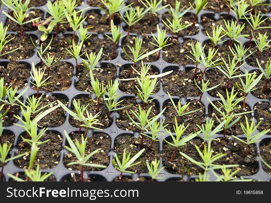 Campuses of cypress seedlings in a nursery