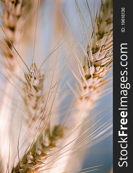 A few wheat plants shot with a macro lens