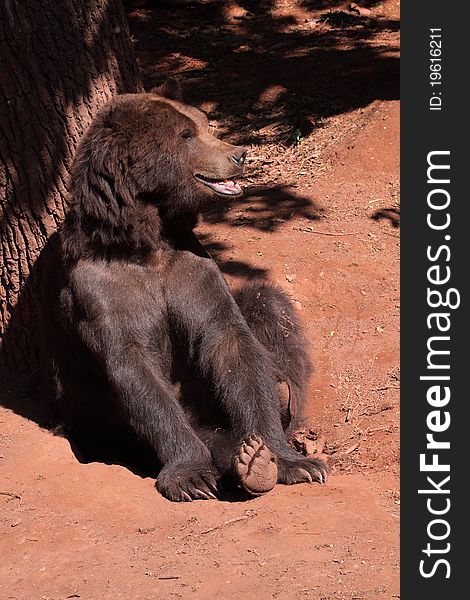 The brown bear (Ursus arctos) sitting under the tree.