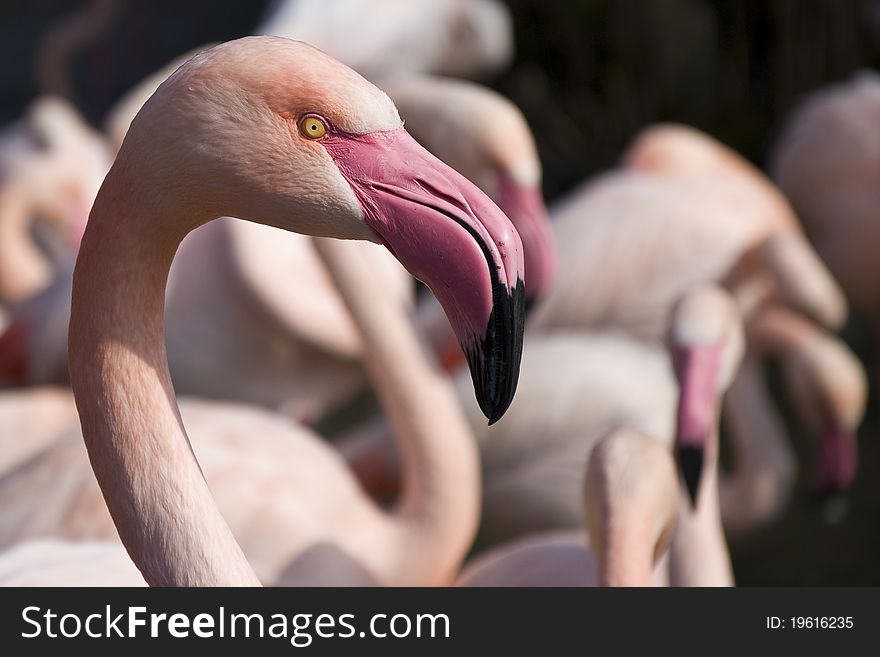 Flamingo in Prague ZOO park