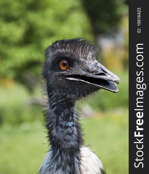 Portrait of smiling emu - close up