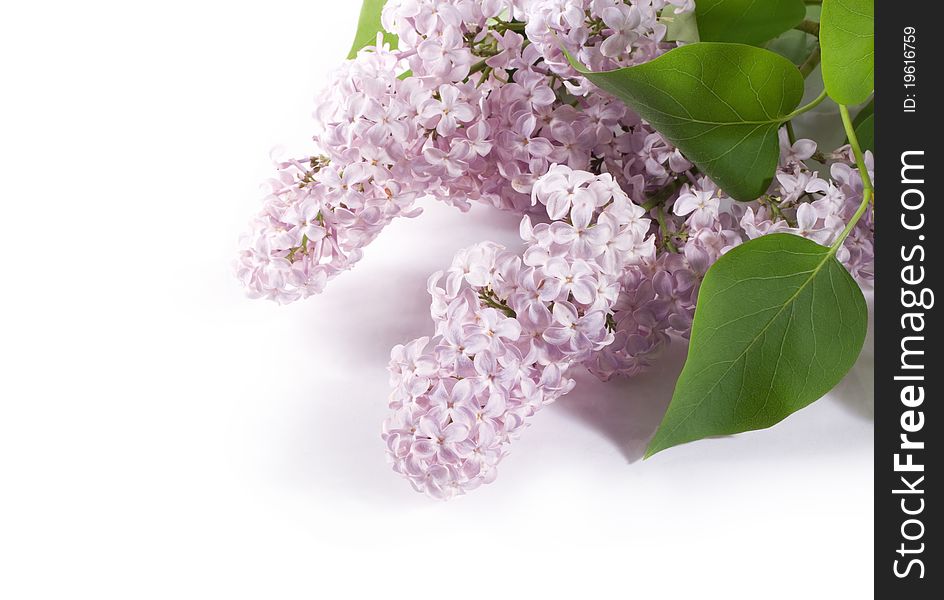 Lilac branch on a white background