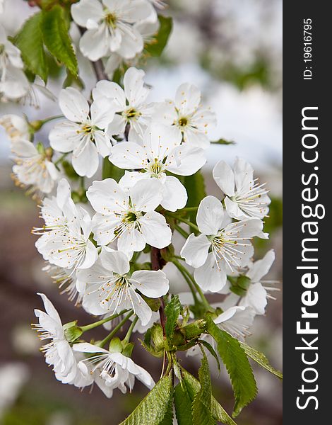 Blossoming branch of a sweet cherry
Spring flowering