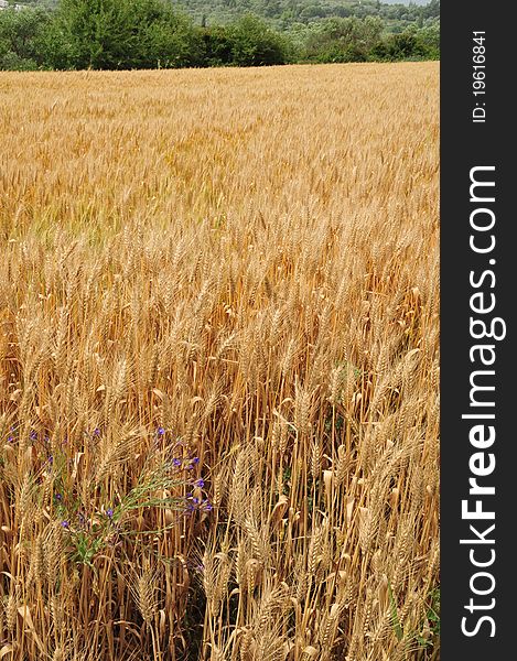 Golden wheat field and olive trees