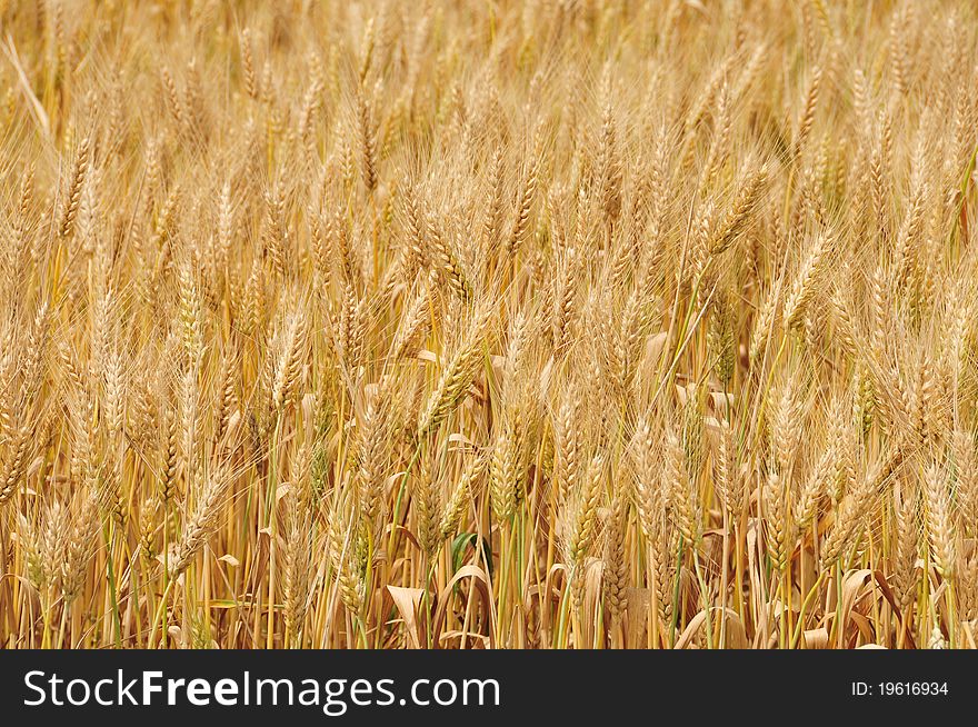 mature golden spikes in  wheat field