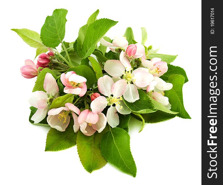 Apple blossom on a white background