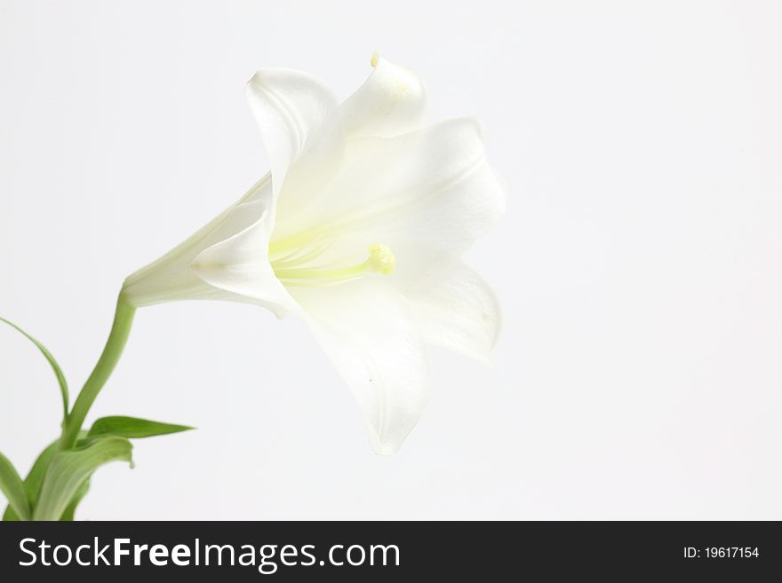 White lily flower - isolated on white background